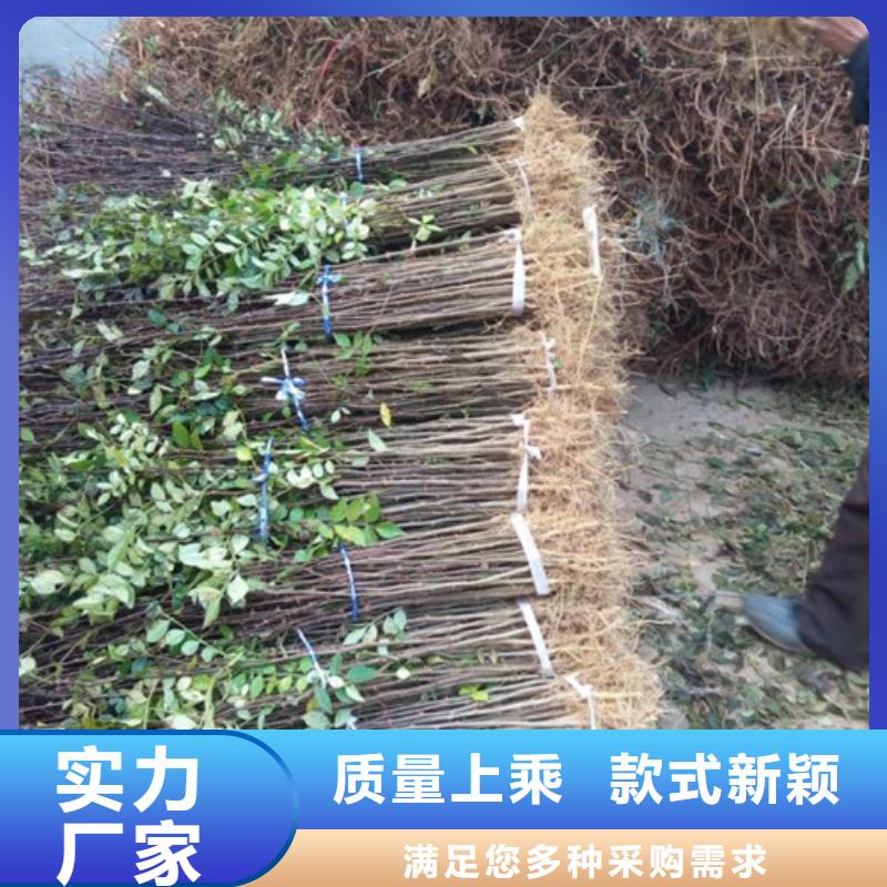 花椒苗-板栗苗按需定制真材实料
