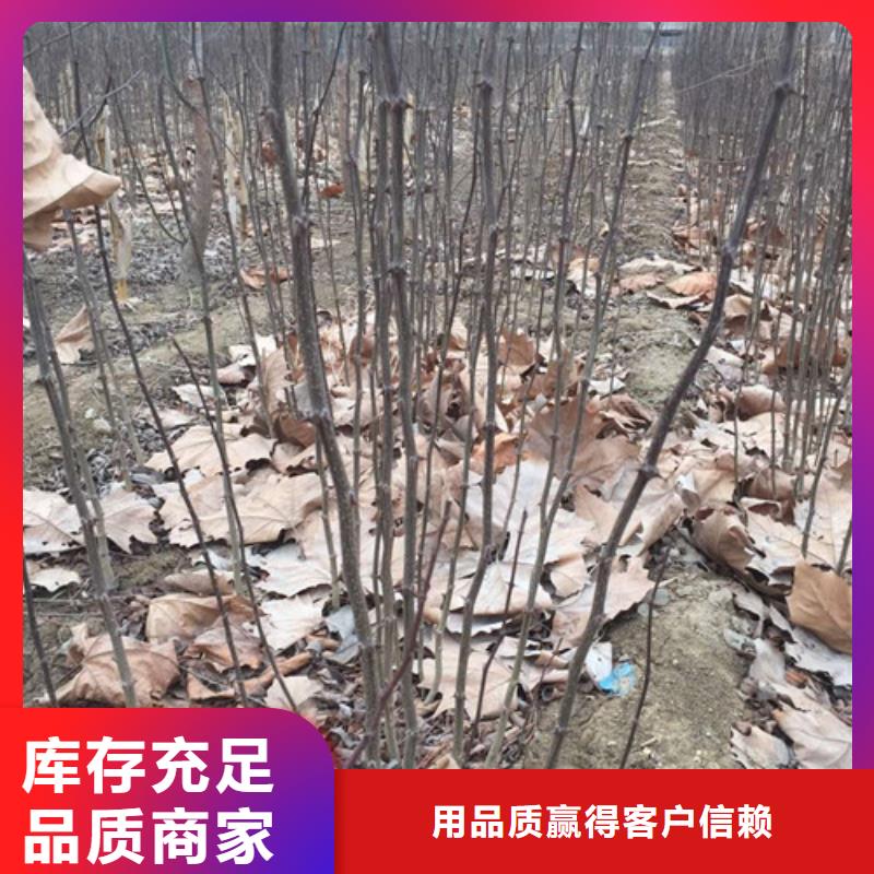 花椒苗核桃苗安心購
