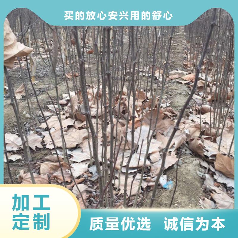 花椒苗桃樹苗用心做好每一件產(chǎn)品