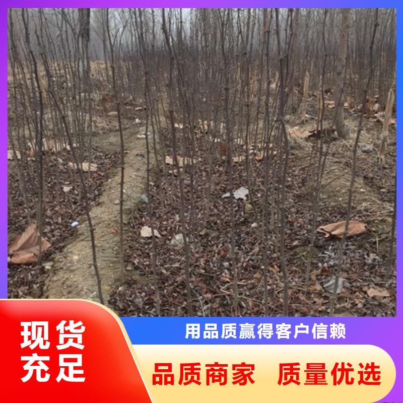 花椒苗桃樹苗誠信可靠