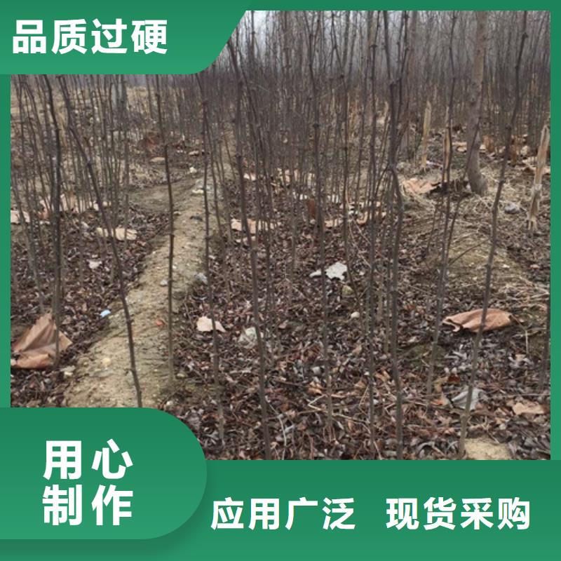 花椒苗核桃苗安心購