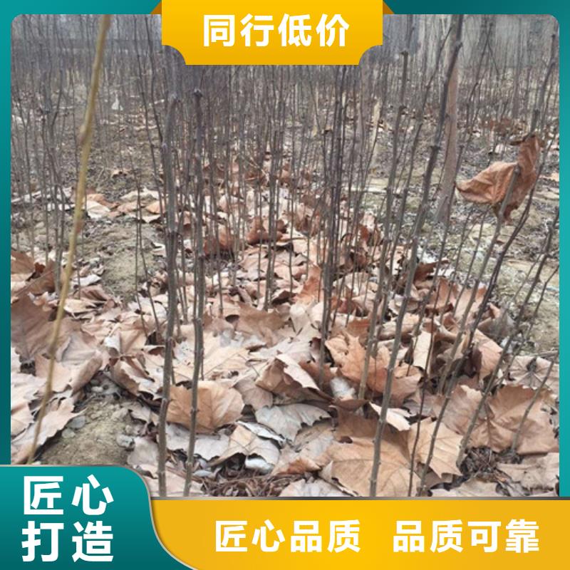 花椒苗,板栗苗質量優選