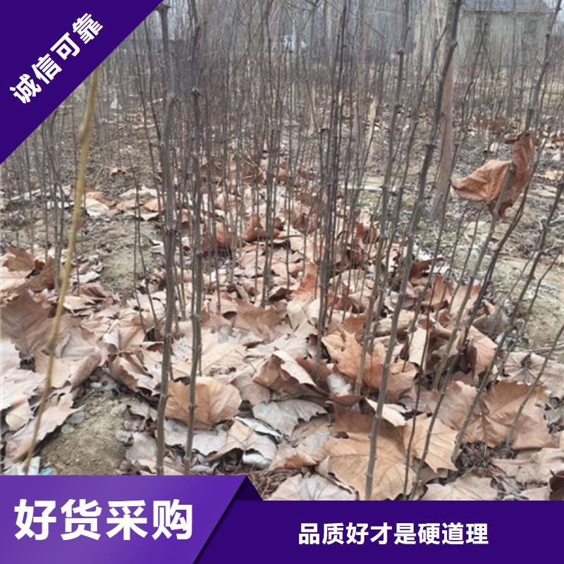 花椒苗桃樹苗誠信可靠