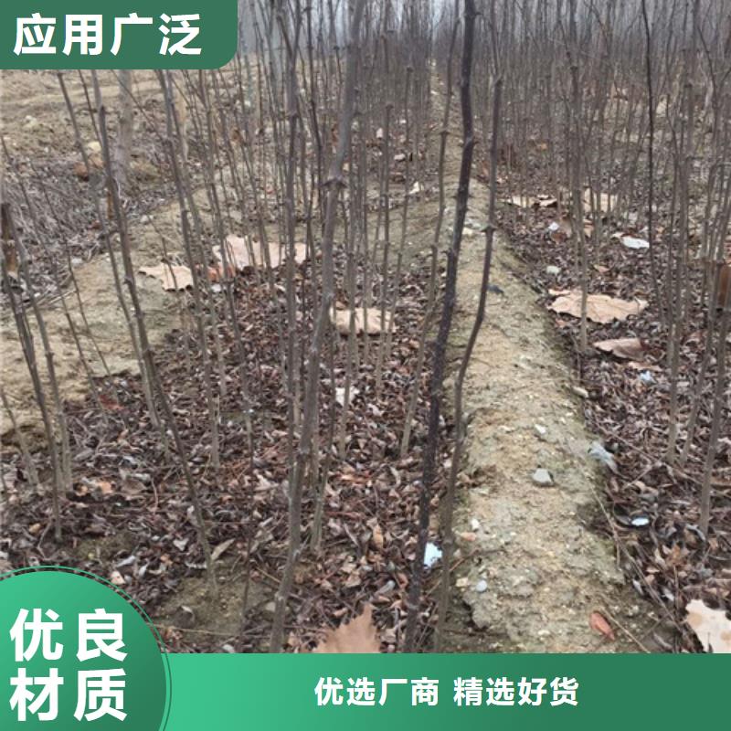 花椒苗,板栗苗質量優選