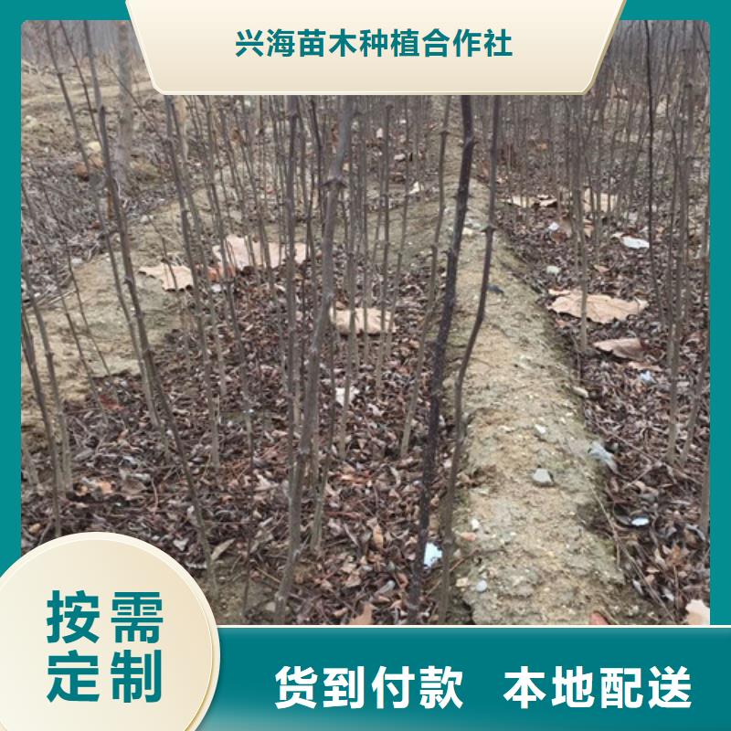 花椒苗山楂苗設計合理