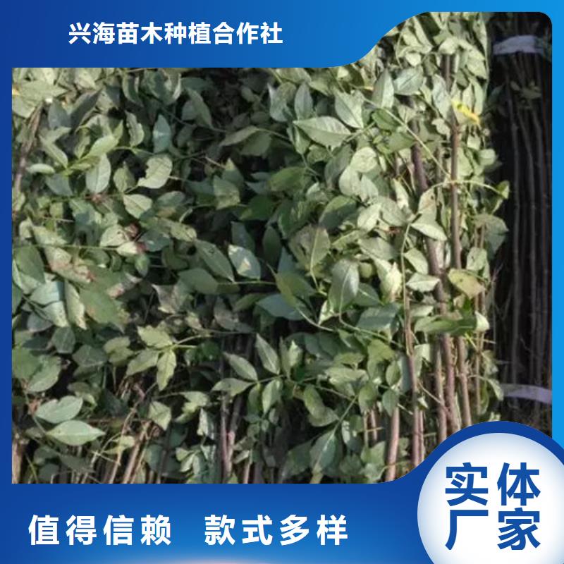 花椒苗桃樹苗誠信可靠