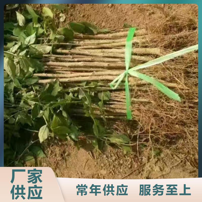 花椒苗板栗苗選擇我們選擇放心