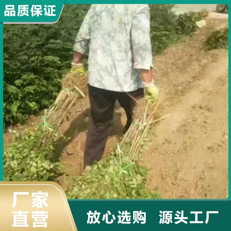 【花椒苗】梨树苗货真价实