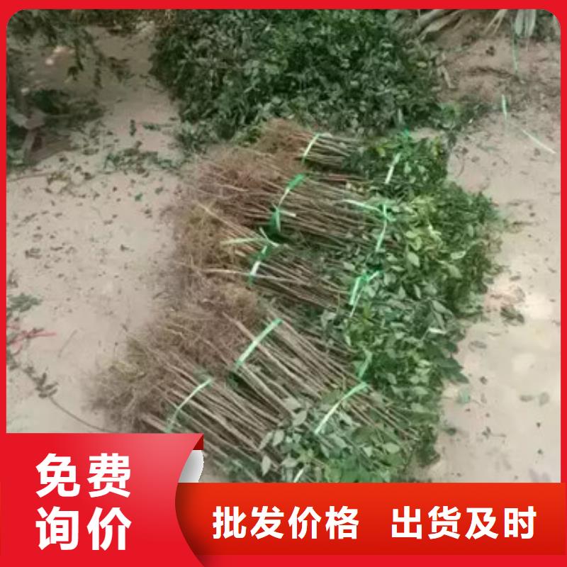 花椒苗桃樹苗誠信可靠