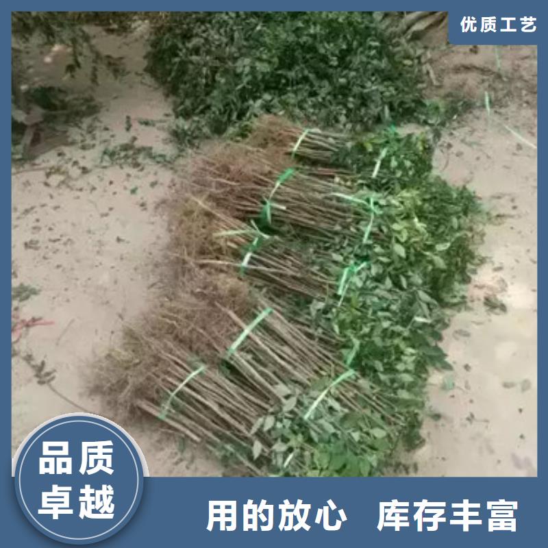 花椒苗_【梨树苗】推荐商家