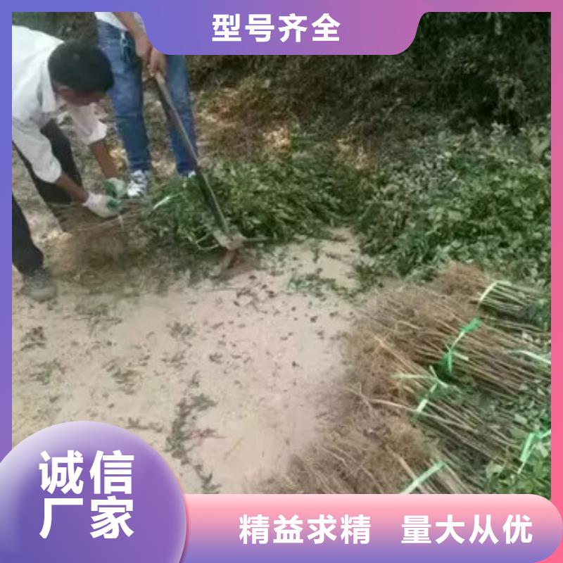 花椒苗梨树苗海量货源