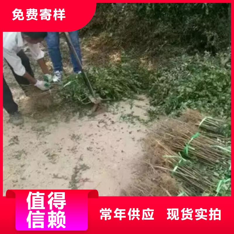 花椒苗山楂苗設計合理