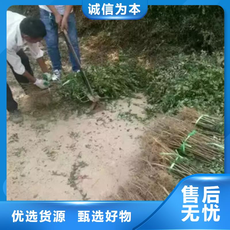 花椒苗,藍莓苗品質(zhì)無所畏懼