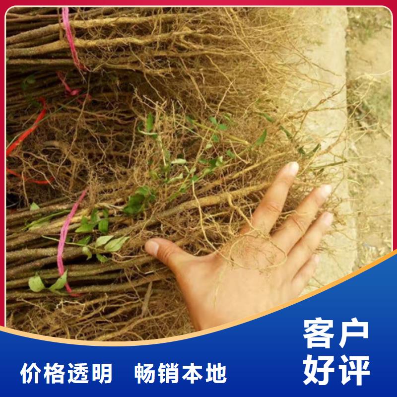 花椒苗桃樹苗誠信可靠