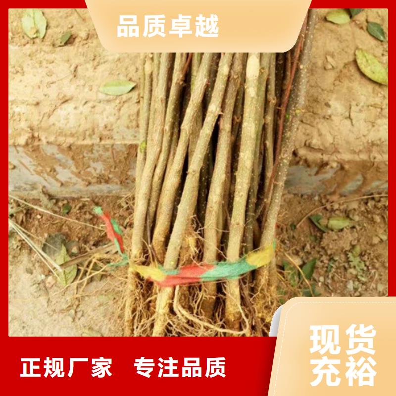 花椒苗桃樹苗誠信可靠