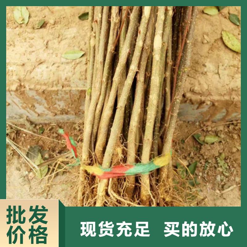 花椒苗,板栗苗質量優選