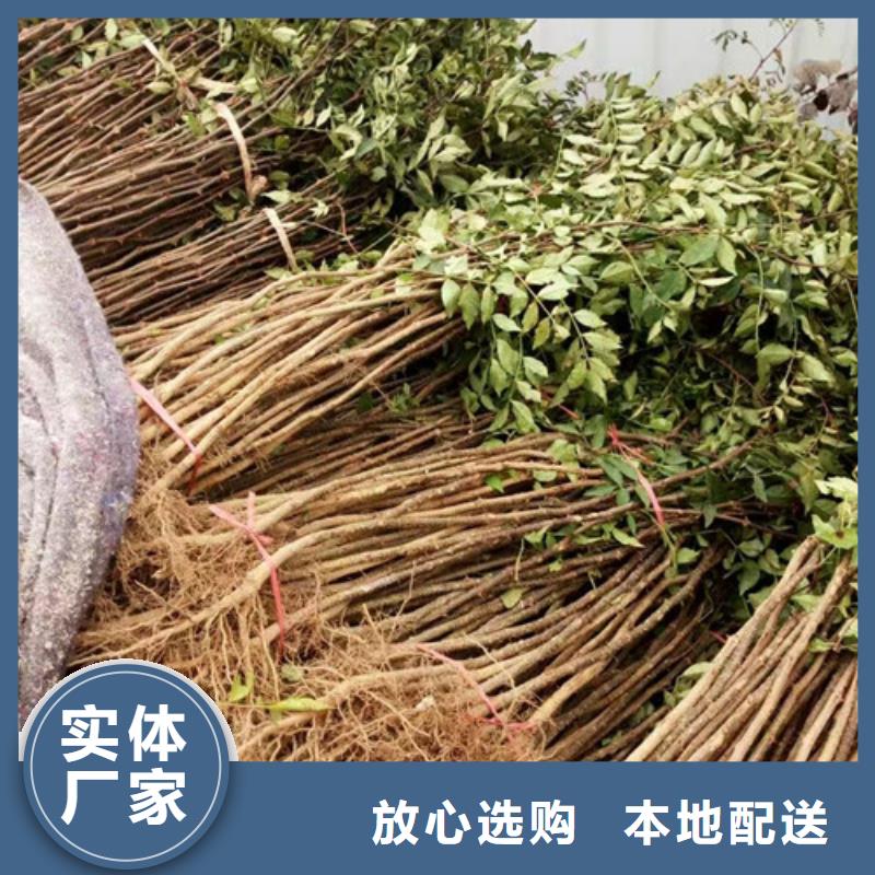 花椒苗山楂苗設計合理