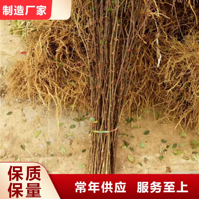 花椒苗核桃苗安心購