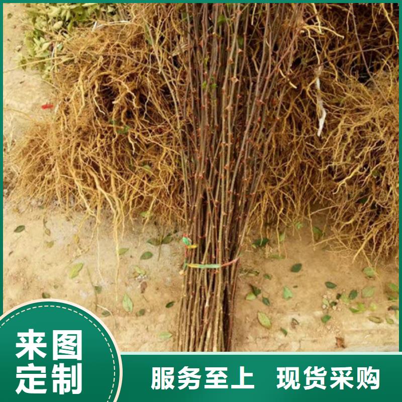 花椒苗_【梨树苗】推荐商家