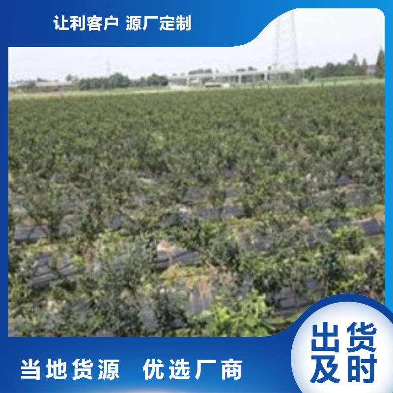 藍莓苗山楂苗主推產品