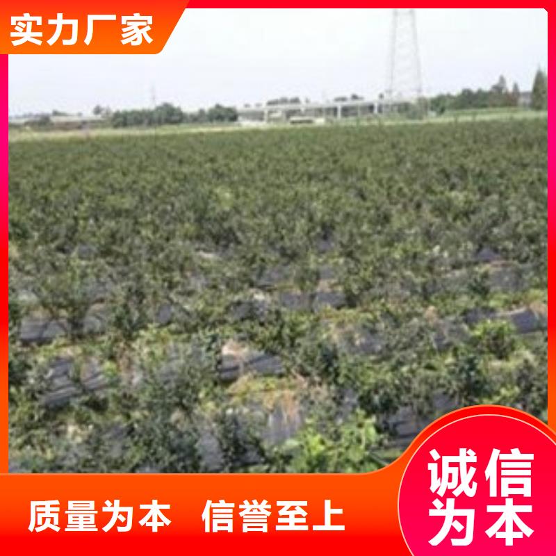 藍莓苗核桃苗優良工藝