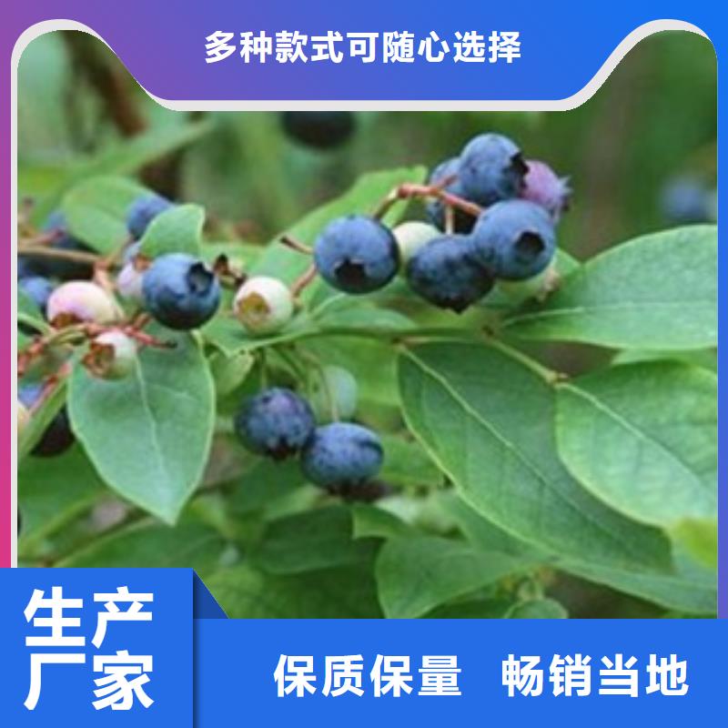 藍莓苗桃樹苗快速發貨