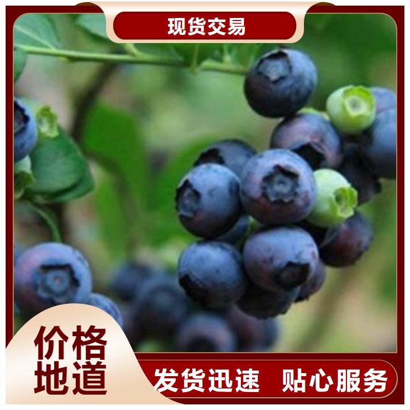 藍(lán)莓苗質(zhì)量為本