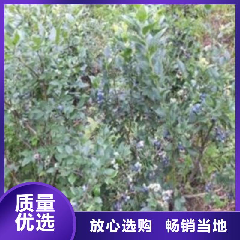 蓝莓苗核桃苗型号全价格低