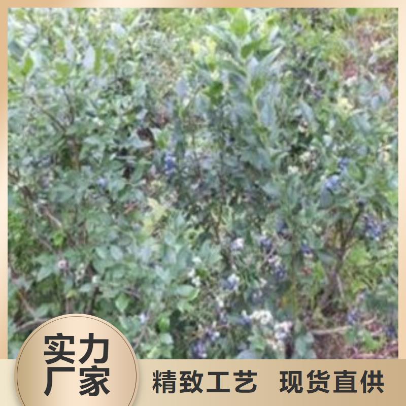 藍莓苗蘋果苗設計制造銷售服務一體