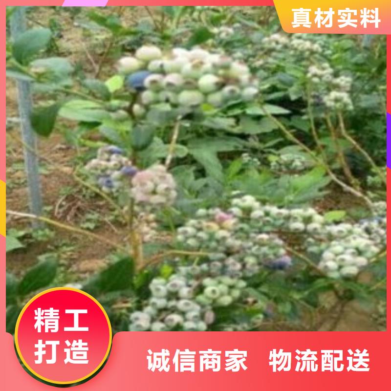 藍莓苗桃樹苗快速發貨