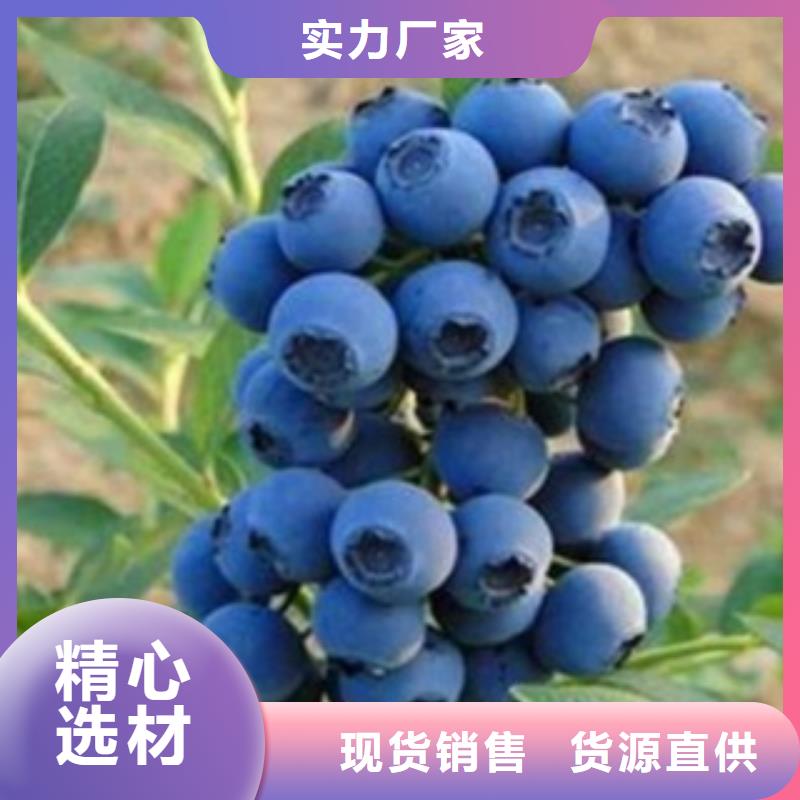 藍莓苗花椒苗有實力有經驗