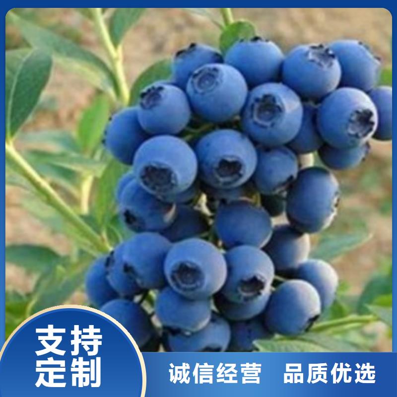 藍(lán)莓苗_梨樹苗品質(zhì)信得過