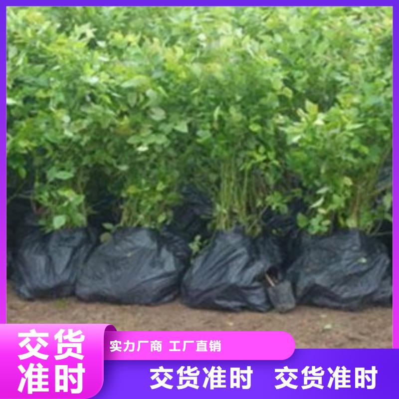 藍(lán)莓苗桃樹苗定制定做