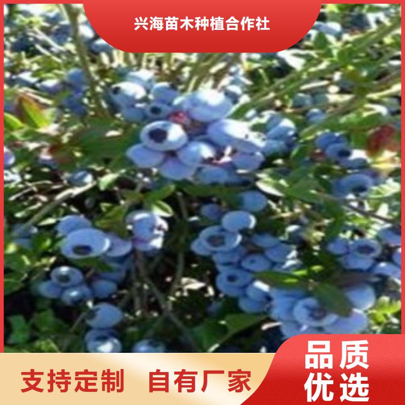 藍莓苗山楂苗暢銷當地