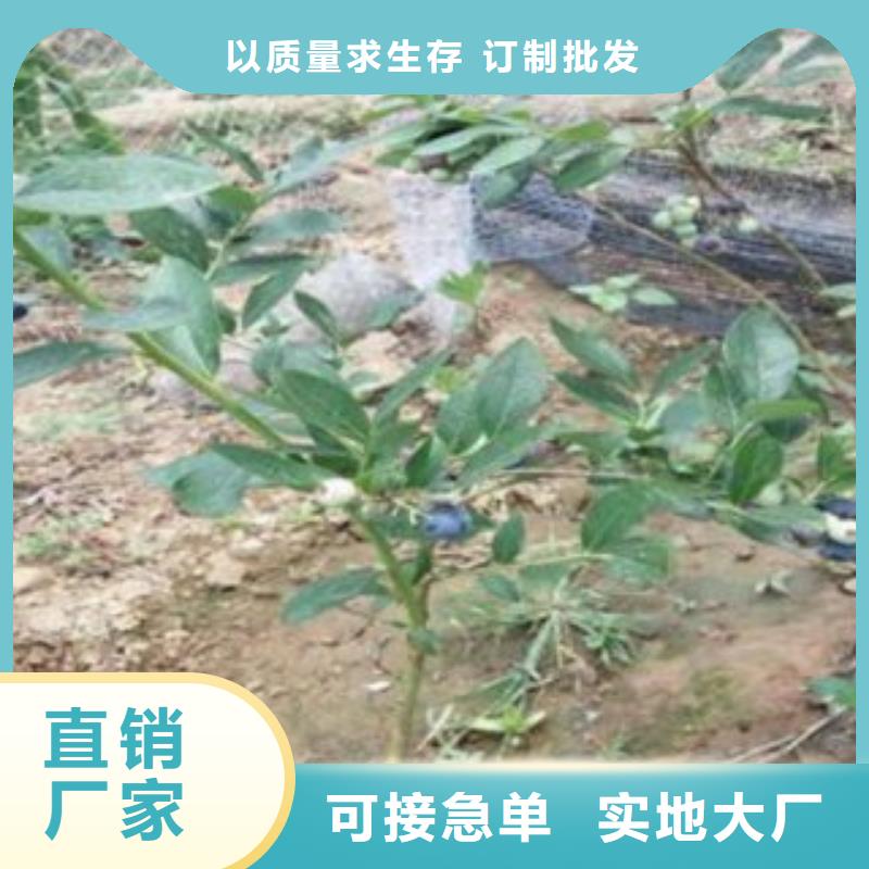 藍(lán)莓苗聯(lián)系廠家