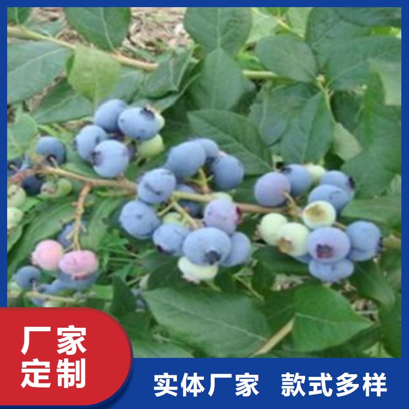 藍莓苗花椒苗有實力有經驗