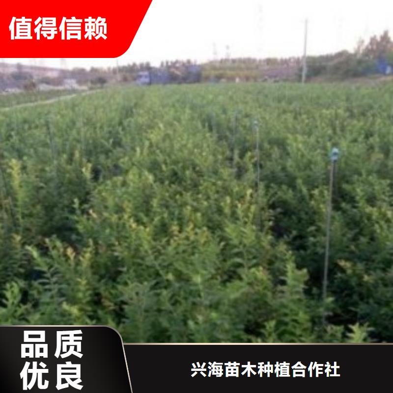 【藍(lán)莓苗】-桃樹苗多年行業(yè)經(jīng)驗(yàn)