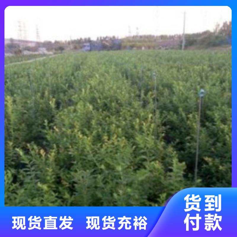 藍莓苗蘋果苗設計制造銷售服務一體
