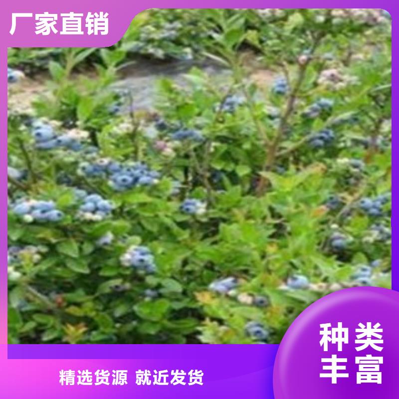 藍莓苗蘋果苗精選貨源