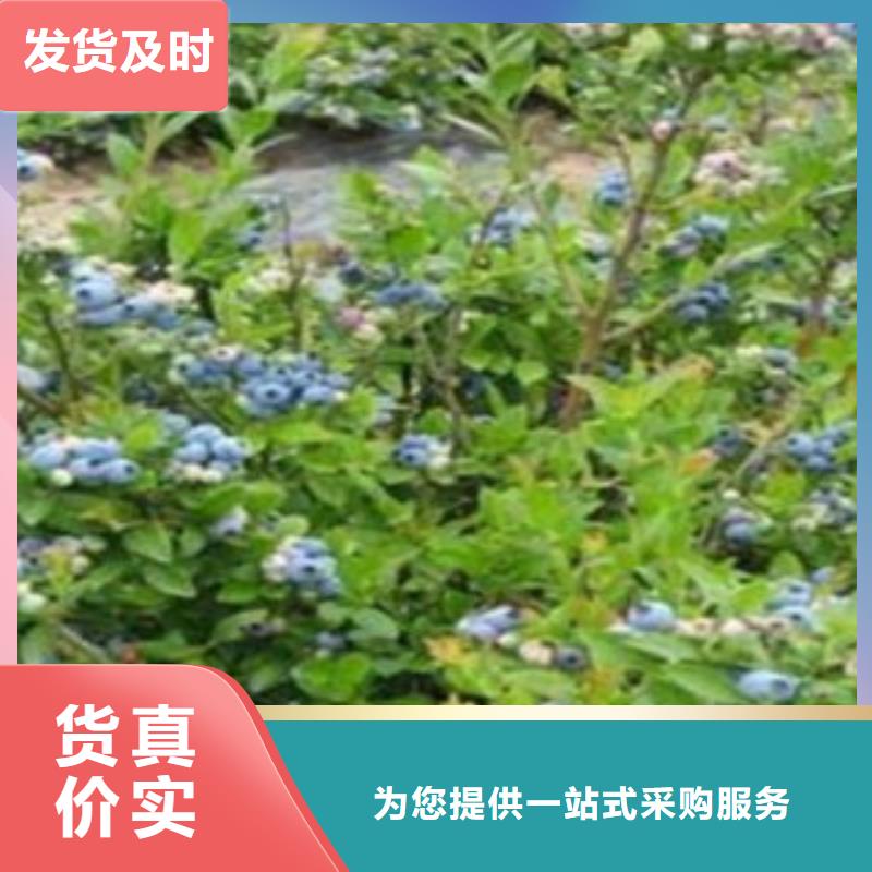 藍莓苗桃樹苗定制定做