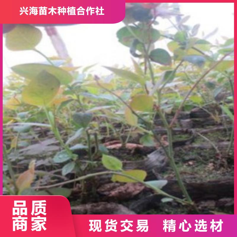 藍莓苗花椒苗有實力有經驗