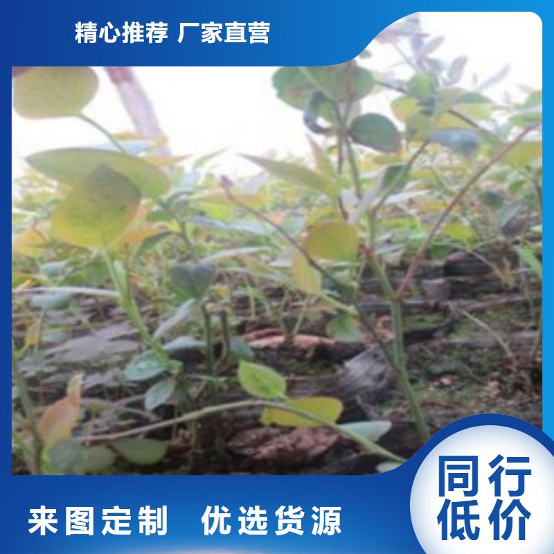 藍(lán)莓苗桃樹苗定制定做