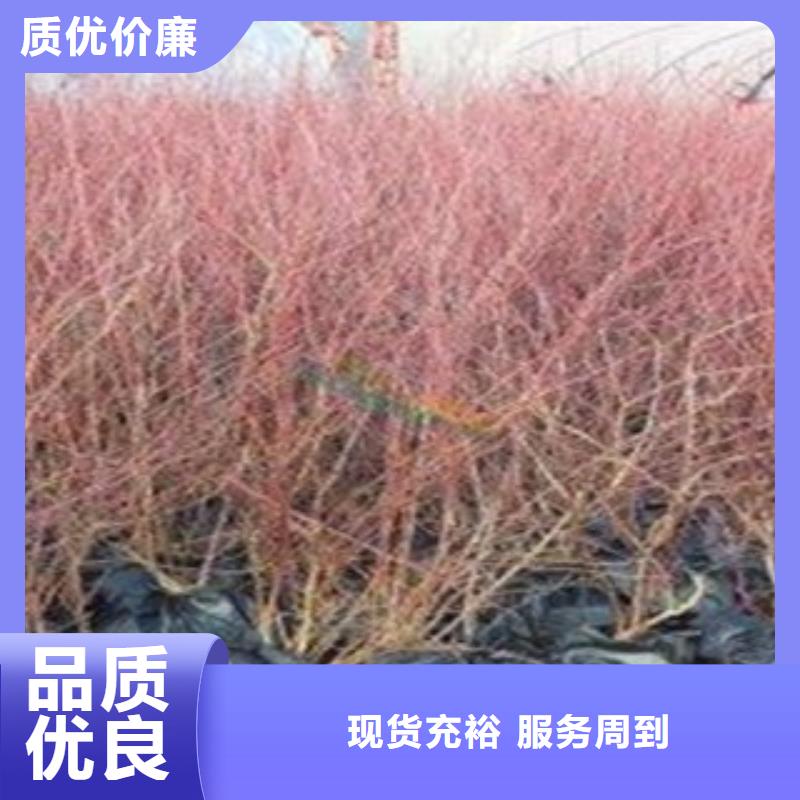 藍莓苗-桃樹苗支持定制貼心售后