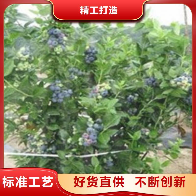藍莓苗桃樹苗定制定做