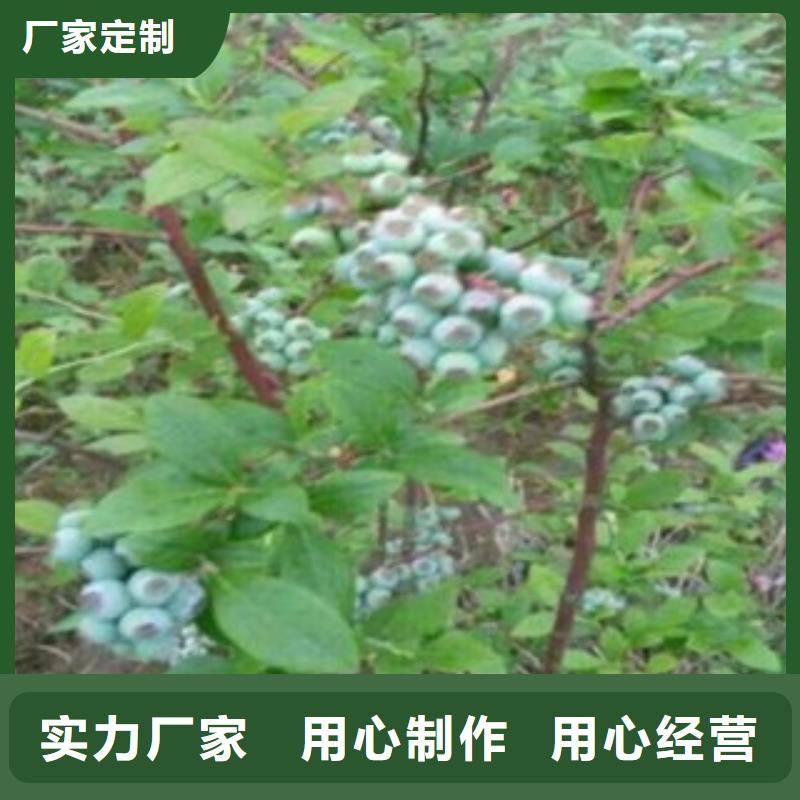 藍莓苗桃樹苗定制定做