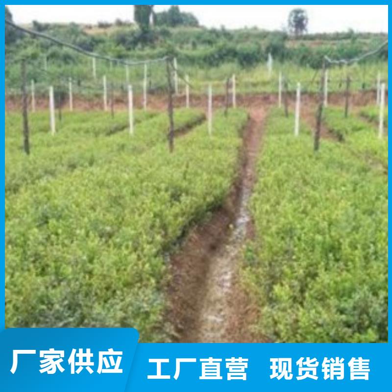 藍(lán)莓苗_梨樹苗品質(zhì)信得過