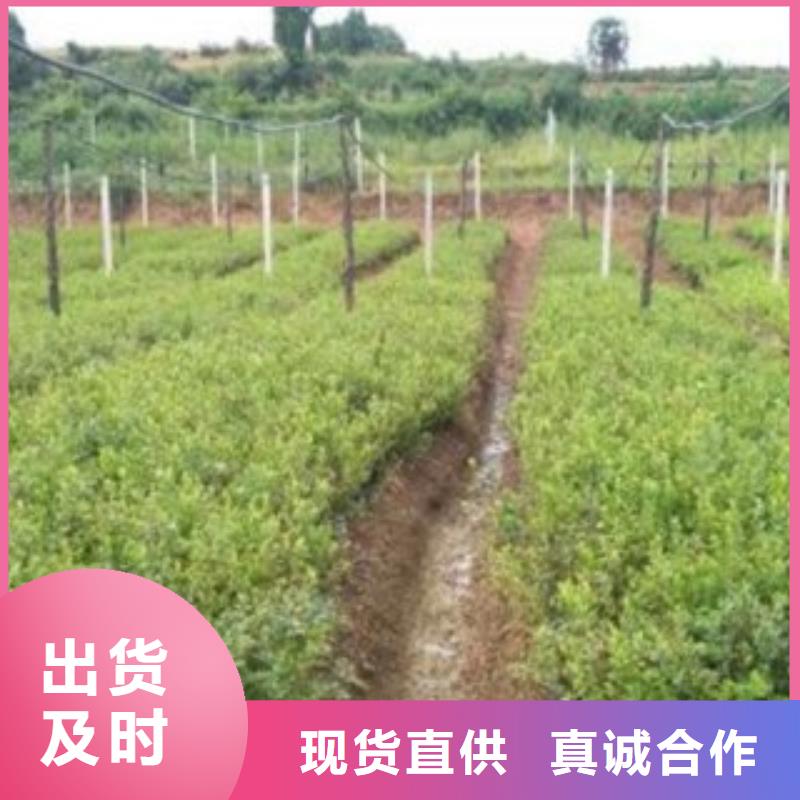 藍莓苗,板栗苗選擇大廠家省事省心
