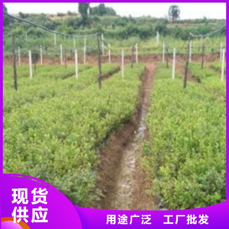 【藍(lán)莓苗】-桃樹苗多年行業(yè)經(jīng)驗(yàn)