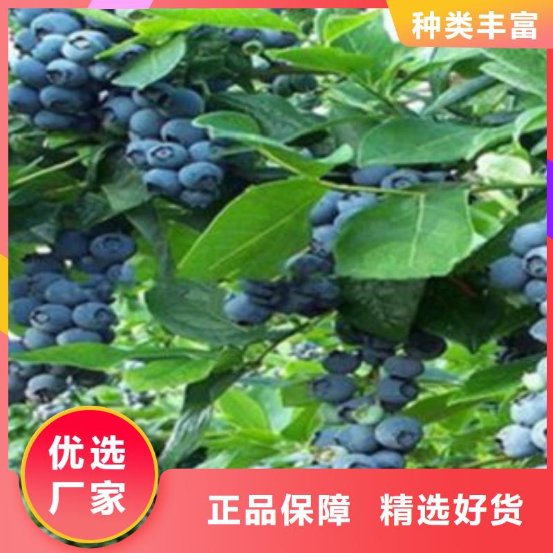 藍莓苗【山楂苗】全新升級品質保障