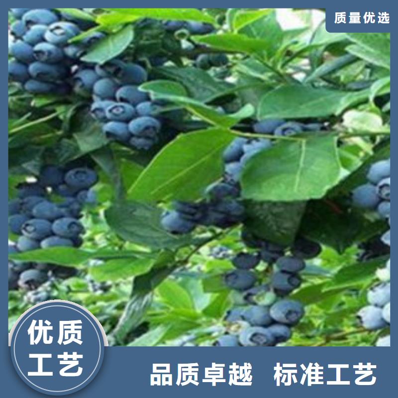 蓝莓苗_梨树苗品质信得过